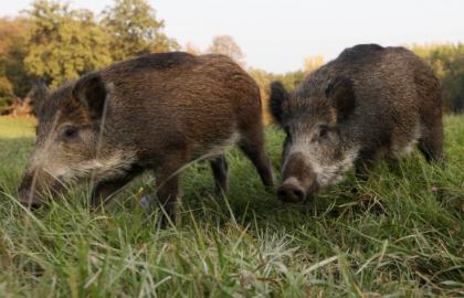 ASF was recorded among wild boars in the Ternopil region