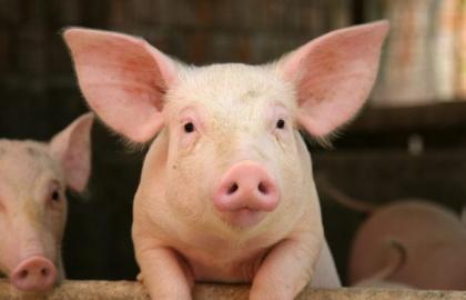 Поголів’я свиней за рік скоротилось більше ніж на 8%