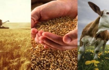 Agriculture can be an impetus to the economic growth of Ukraine