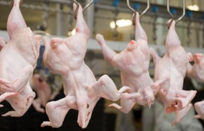 У січні-лютому експорт української курятини зріс на 40%