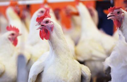 Украина увеличила экспорт мяса птицы на 40% 