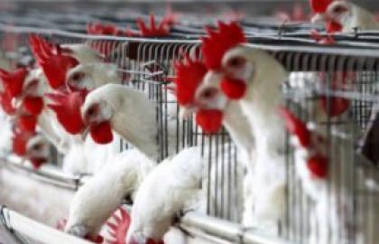 Миссия ЕС завершила оценку качества отечественной системы госконтроля за производством мяса птицы 