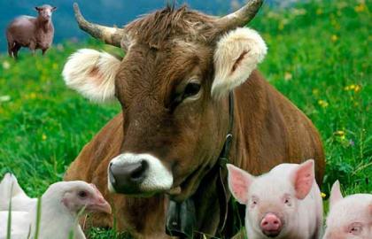 The Orders for identification of cattle, sheep, goats, pigs have come into force