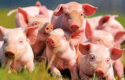 В Україні стало менше свиней та корів