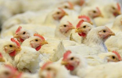 М'ясо птиці складає 80% від загального експорту м'яса з України