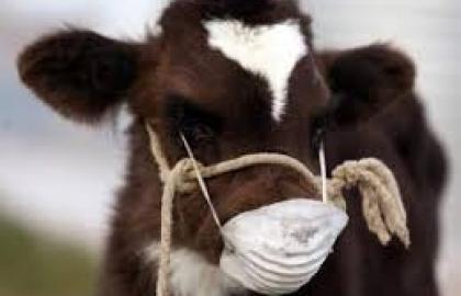 Experts of EU will estimate readiness of Ukraine to counteract nodular dermatitis of cattle