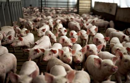 Мінагрополітики блокує запровадження компартменталізації,  як механізму експорту свинини в умовах АЧС?