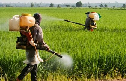 ООН выделила $ 230 тыс. на борьбу с незаконным оборотом пестицидов на Закарпатье 