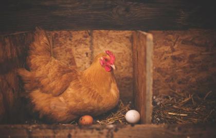 Україна відкрила новий ринок в Азії для експорту курятини та яєць