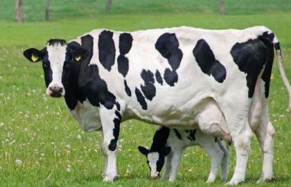 Нідерландські фермери використовують магніти для безпечної годівлі корів
