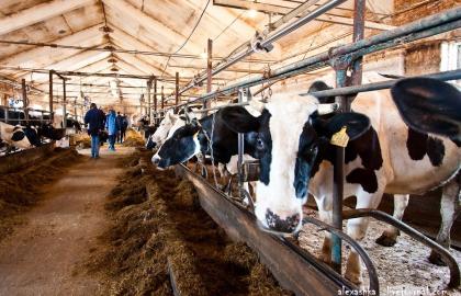 At least six Ukrainian companies announced the construction of new livestock complexes