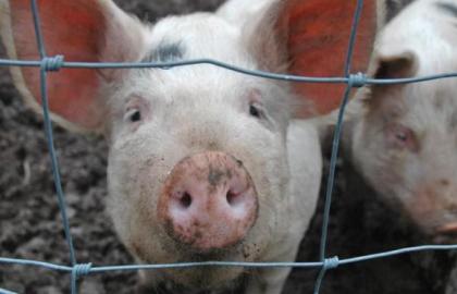 В МинАПК утверждают, что проблемы с АЧС в области свиноводства нет