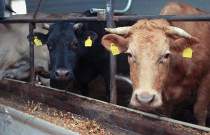 Надежная система агрострахования будет способствовать минимизации рисков в животноводстве 