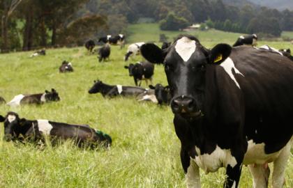 The subsidy for the cattle keeping did not justify itself