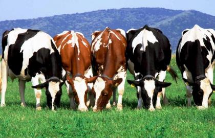 The number of cattle decreased by 4.6%