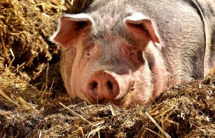 В Одесской области из-за АЧС уничтожили более 3000 свиней