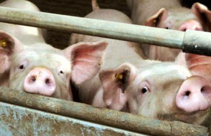 Росія: На одному з найбільших калінінградських свинокомплексів виявили АЧС