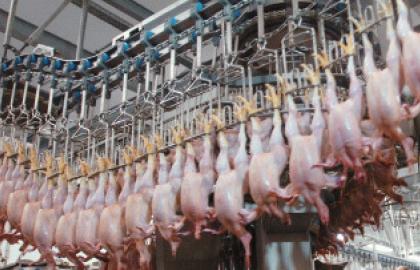 Україна на 80% збільшила експорт м'яса птиці в ЄС