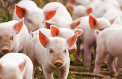 На Агропрайм Холдингу через чуму знищать 2000 племінних свиней