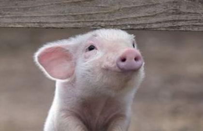 Польша: от АЧС пострадало около 3 тыс. свиней за неделю