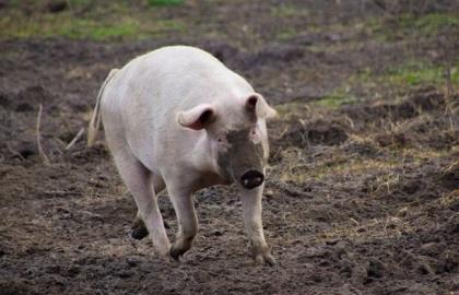 АЧС в Румынии: на ферме уничтожат более 20 тыс. свиней