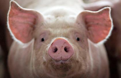 Росія ввела обмеження на імпорт української свинини