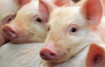 Питання запровадження податкових преференцій для свинарів має узгодити АМКУ, — МЕРТ