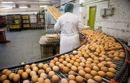 Експорт яєць з України виріс у 1,6 рази