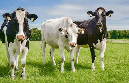 До Мінагрополітики надійшло 1 215 заяв та документів на отримання дотацій за утримання корів