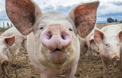 Через АЧС у Болгарії масово знищать усіх свиней у домогосподарствах