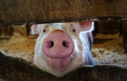 В Україні імпорт свинини перевищує експорт у 10 разів