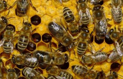 Хімічна атака на бджіл  або як прикрити чорний ринок пестицидів