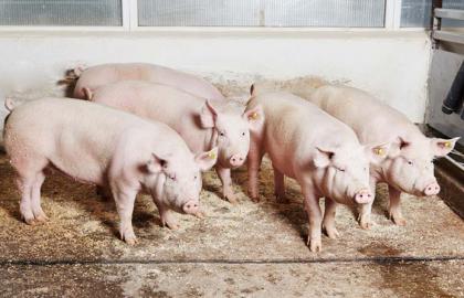 На підприємстві "Галичина-Захід" через АЧС уже знищено 72 тис. свиней