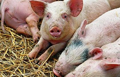 Китай: поголів’я свиней зменшилося на 41% за рік