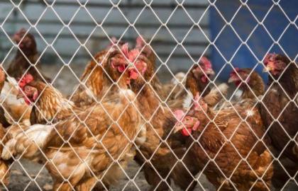 Заборона імпорту м'яса птиці з України до Білорусі