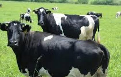 Скасовано сплату ПДВ за імпорт чистопорідних сільськогосподарських тварин