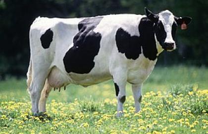 До 1 жовтня фермери можуть оформити дотацію на кожну корову у розмірі 5 тис. грн, – Висоцький