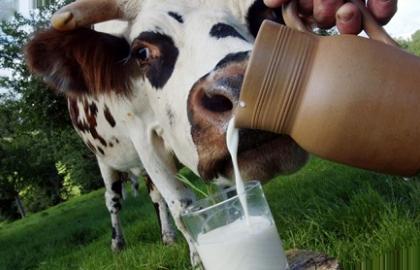 В Україні знижується прибутковість виробництва молока