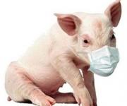 У Польщі впевнені, що Україна не бореться з африканською чумою свиней