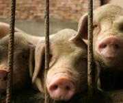 Вірус АЧС покосив свиней на Полтавщині