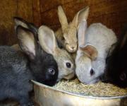 Households in the frontal zone will receive rabbits from FAO
