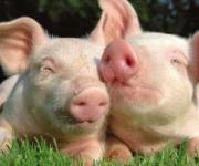 Вчені створили "обезжирених" свиней