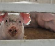 В Одесской области компенсируют убытки от африканской чумы свиней