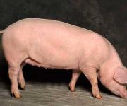 Ukraine without pork: a record reduction in livestock and its consequences