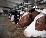 USBA offers the Government concrete programs of financing of animal industries