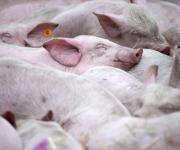 Farmers received only a third of compensation for died due to the ASF pigs