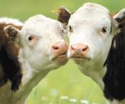 На Золотонищине сократилось поголовье крупного рогатого скота