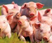 В Украине стало меньше свиней и коров 