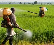 ООН выделила $ 230 тыс. на борьбу с незаконным оборотом пестицидов на Закарпатье 