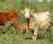Cows are bred in a new unusual way in Volyn